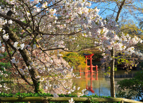 The Shinto shrine seen amongst the blossoms at the Japanese Hill-and-Pond Garden at the Brooklyn Botanic Gardens on a sunny Spring morning.