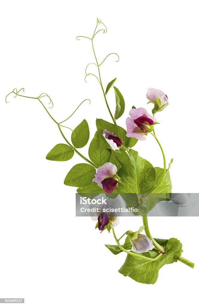 Горох растение - Стоковые фото Душистый горошек роялти-фри