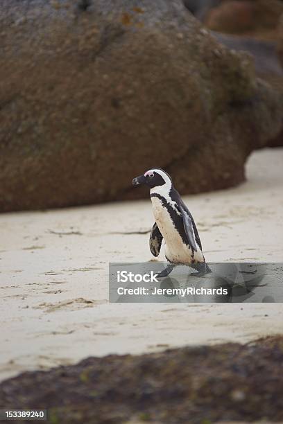 Foto de Pinguim Praia e mais fotos de stock de Animais em Extinção - Animais em Extinção, Areia, Exterior