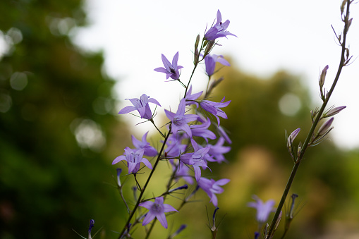 A DSLR photo of beautiful Bluebell flowers (Campanula) on a green defocused lights background with beautiful bokeh. Space for copy.