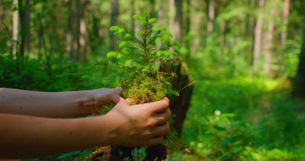 istock Female hand holding sprout wilde pine tree in nature green forest. Earth Day save environment concept. Growing seedling forester planting. 1533896514