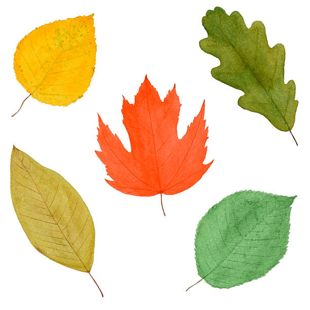 istock Set of Autumnal Leaves, Watercolor Drawn, Isolated 153390367
