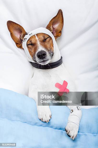 Cane Malato Con Bende - Fotografie stock e altre immagini di Cerotto - Cerotto, Animale da compagnia, Cane