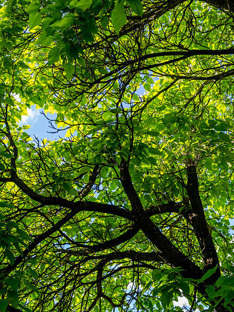 istock Green leaves in trees 153391096