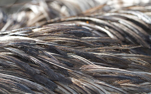 istock Macro view of emu feathers 153391169