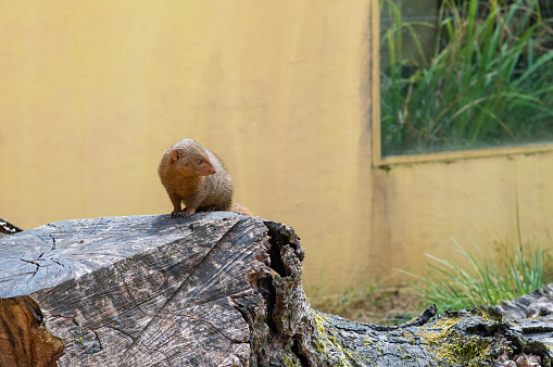mongoose in the zoo on the wooden stump.