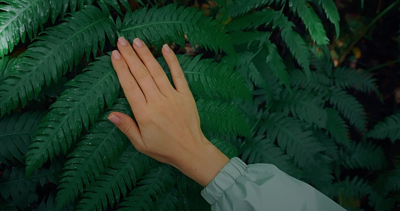 Female hand touches green fern branch in dark forest. Slow-motion close-up of woman fingers stroke plant, overgrown greenery. Feel nature. Earth day concept.