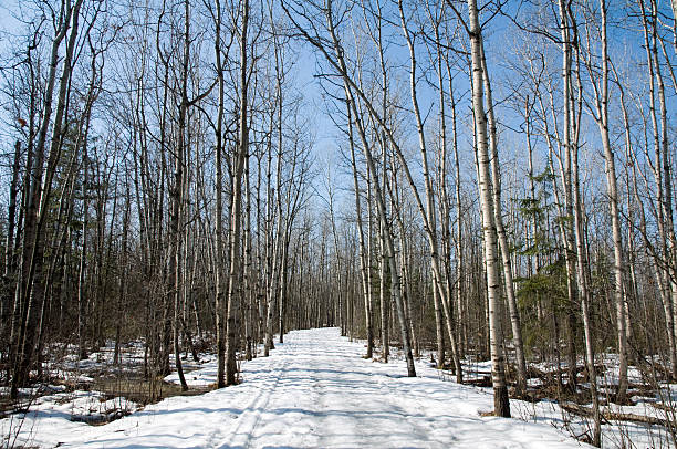 istock Tracks in the snowy forest 153391616