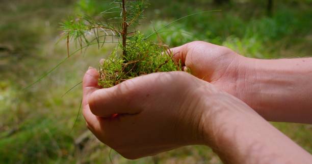 istock Pine tree planting Earth Day. Small spruce in human hands with coniferous green forest background. Seedling concept. Save the Planet. 1533922591