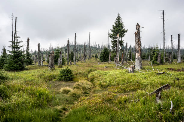 istock Bavarian Forest National Park 1533926976