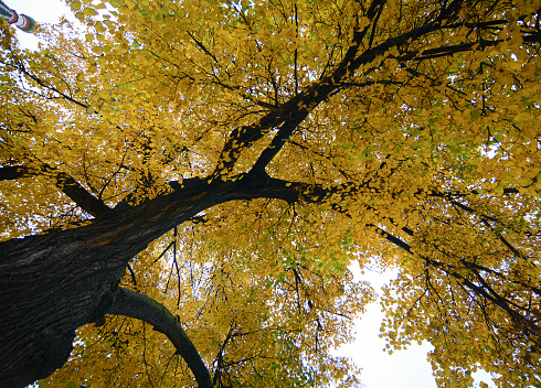 Huge tree with yellow leaves in autumn