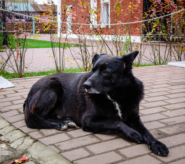 istock Black dog lying on stone road 1533928336