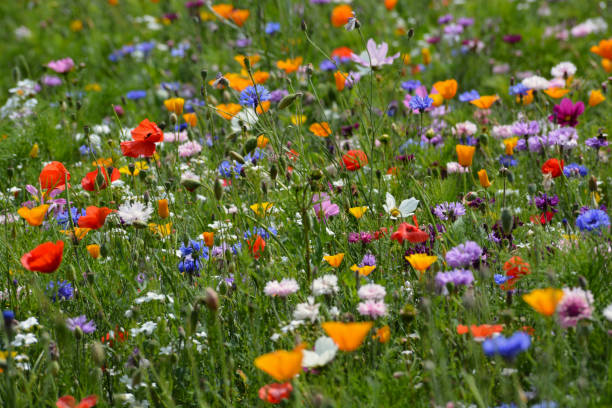 istock Wild Flower Field with multi coloured flowers 1533929156