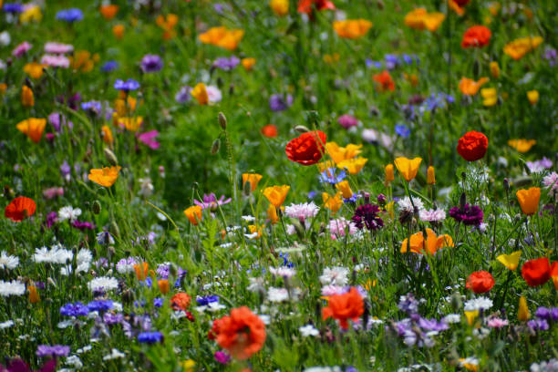 istock Wild Flower Field with multi coloured flowers 1533929195