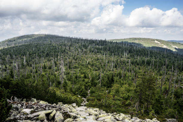 istock Bavarian Forest National Park 1533929218