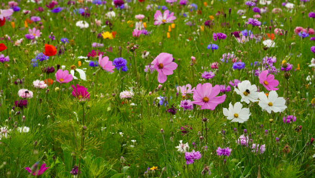 istock Wild Flower Field with multi coloured flowers 1533929227