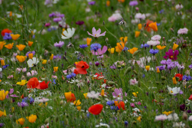 istock Wild Flower Field with multi coloured flowers 1533929343