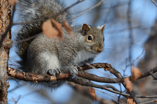 Summer closeup of an eastern gray squirrel sitting atop a small tree branch.