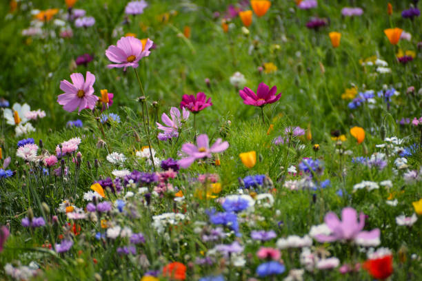 istock Wild Flower Field with multi coloured flowers 1533929394