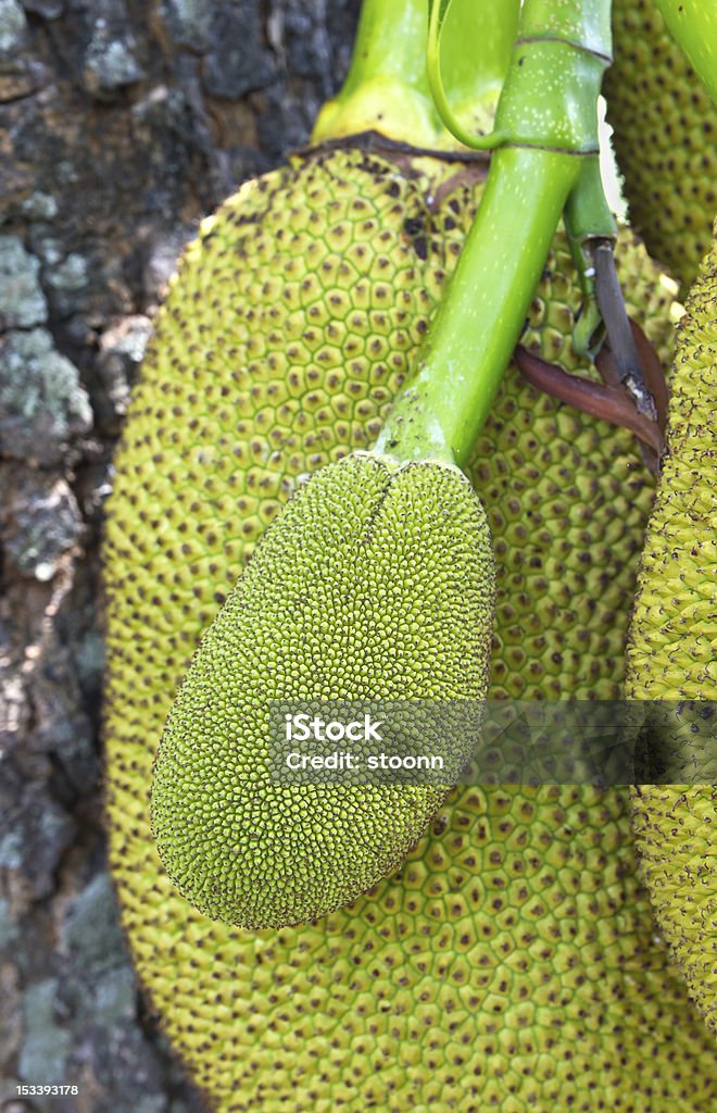 Jack Fruit Jack Fruit hanging on the tree in Thailand Agriculture Stock Photo
