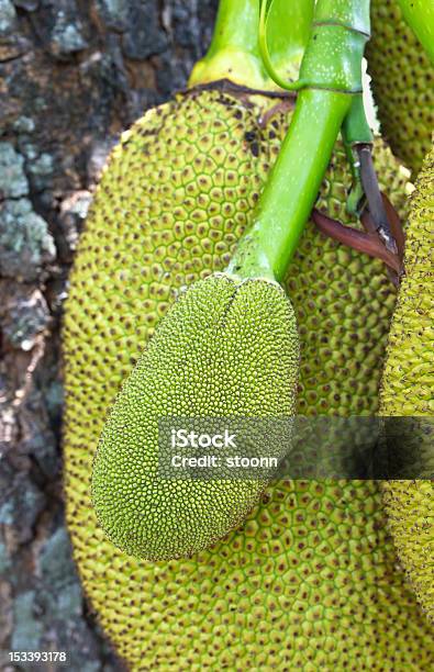 Jack Fruit Stock Photo - Download Image Now - Agriculture, Asia, Branch - Plant Part