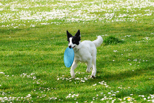 A playful border collie puppy fetching a blue frisbee