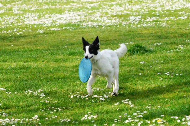 A playful border collie puppy fetching a blue frisbee