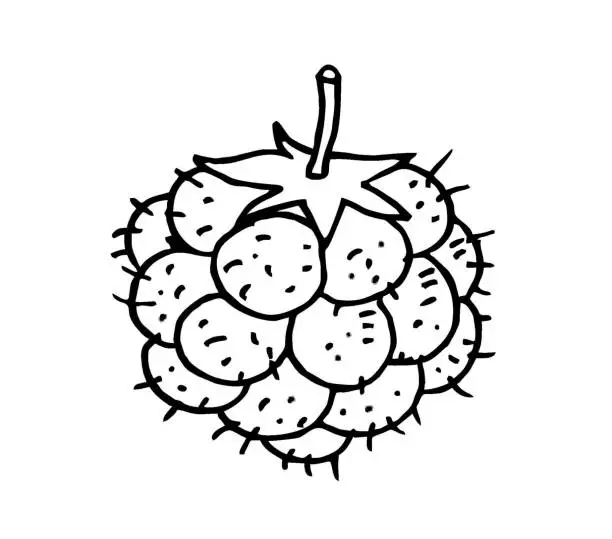 Vector illustration of Hand drawn Blackberry