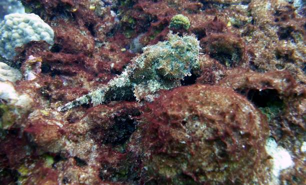 istock Scorpionfish in the Reef 1533964086