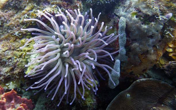 istock sea anemone in an natural reef environment 1533964112