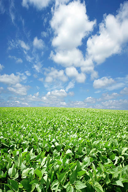 istock XXXL bright soybean field 153397231
