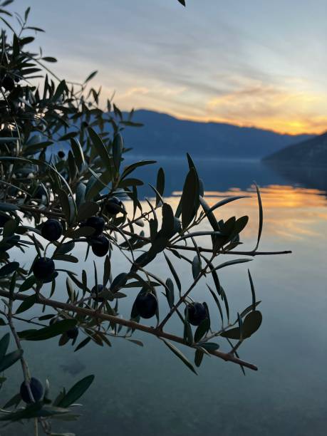 istock Olives and sunset reflection in calm water 1533972375