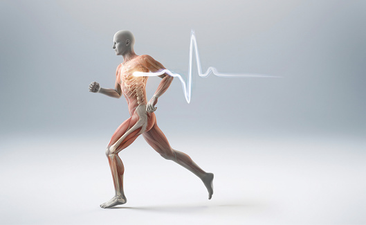 Running man showing muscles, bones and a heart beart pulse