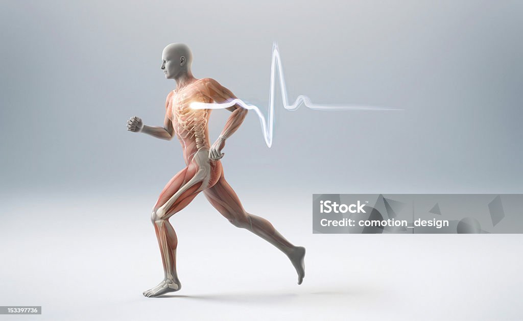 Running muscle anatomy man Running man showing muscles, bones and a heart beart pulse The Human Body Stock Photo