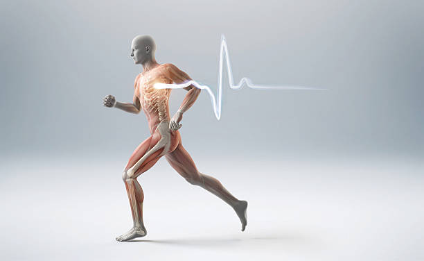 Running muscle anatomy man Running man showing muscles, bones and a heart beart pulse 3d human muscle stock pictures, royalty-free photos & images