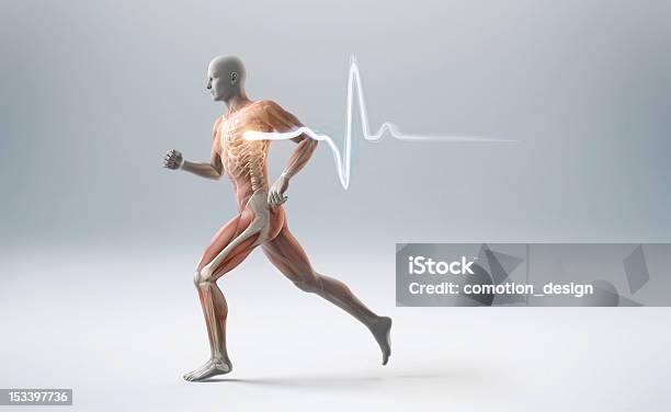 Running Muscle Anatomy Man Stock Photo - Download Image Now - The Human Body, Muscular Build, Anatomy