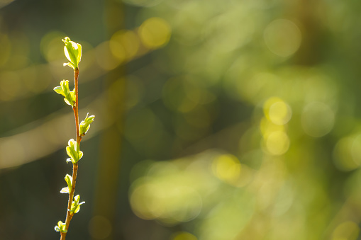 Backlit young willow leaves in spring with green bokeh background.