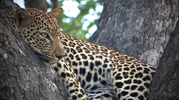 istock Male Leopard Lounging in a tree 153399687