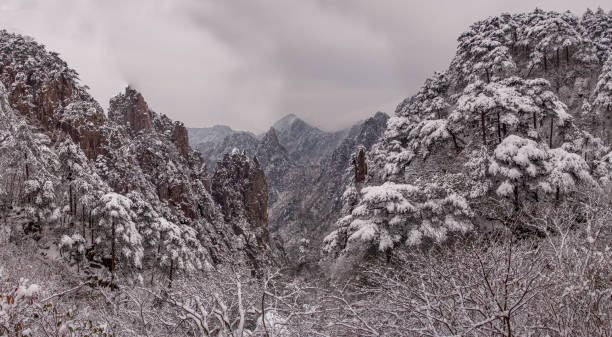 Huangshan, known as 'the loveliest mountain of China', was acclaimed through art and literature. Magnificent scenery made up of many granite peaks and rocks emerging out of a sea of clouds. Anhui, China. Yellow Mountains. Huangshan, known as 'the loveliest mountain of China', was acclaimed through art and literature during a good part of Chinese history. Today it holds the same fascination for visitors, poets, painters and photographers who come on pilgrimage to the site, which is renowned for its magnificent scenery made up of many granite peaks and rocks emerging out of a sea of clouds. Anhui, China. Yellow Mountains. pinus hwangshanensis stock pictures, royalty-free photos & images