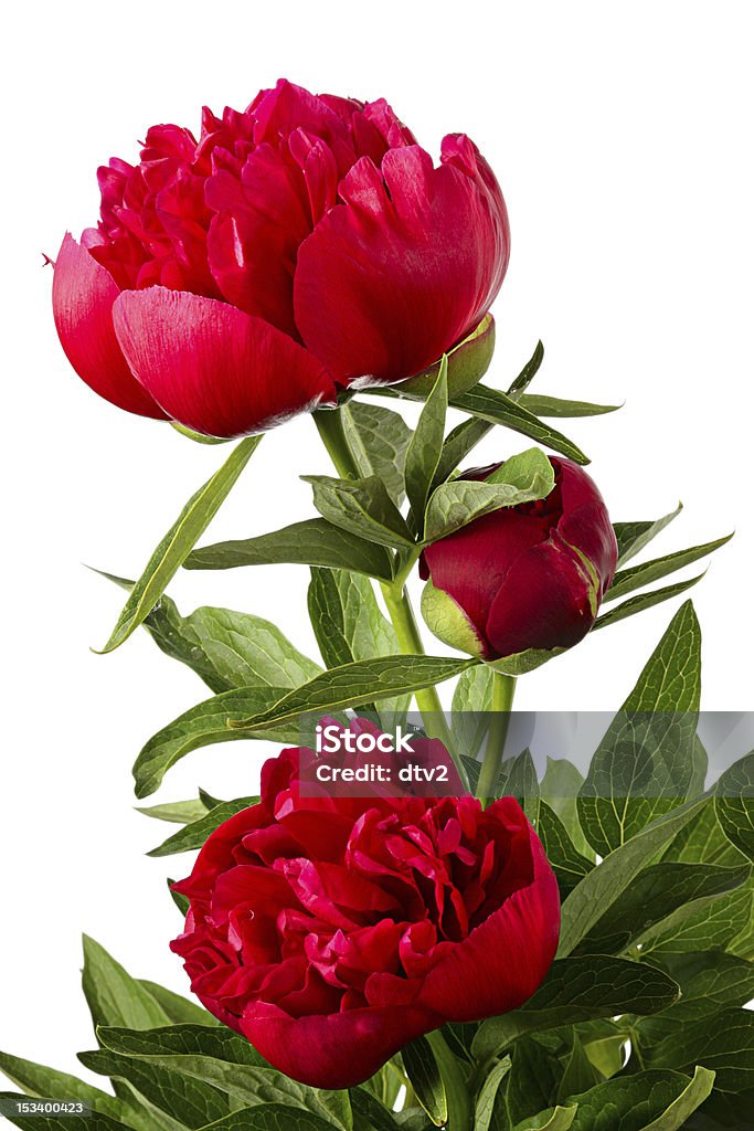 Three piones Flowers. Red piones isolated on white Arrangement Stock Photo