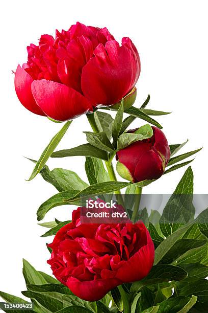 Three Piones Stock Photo - Download Image Now - Arrangement, Beauty In Nature, Blossom