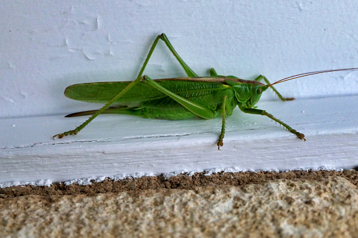 Big Green Grasshopper aka Greater arid-land predaceous Katydid - Neobarrettia spinosa on a window frame