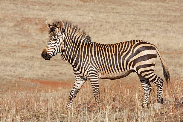 Cape Mountain Zebra stock photo