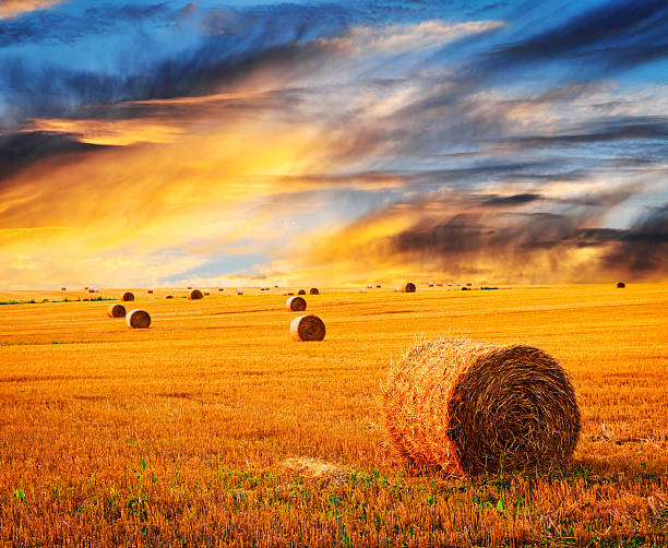 Golden sunset over farm field with hay bales