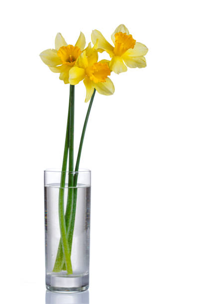 beautiful yellow flowers daffodils in a vase on a white background close-up