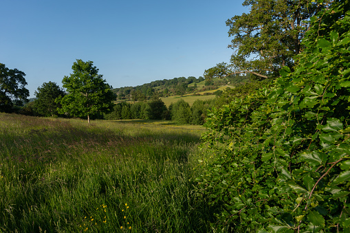 A picturesque meadow under a vast blue sky,green grass and trees invites you to escape into the serene beauty of Deer Park Eastnor