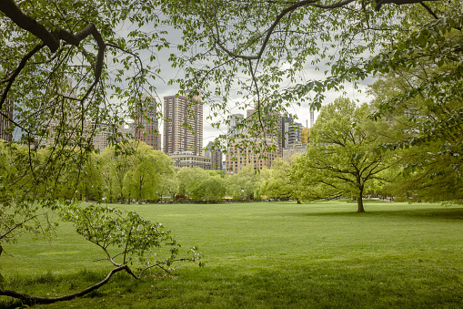 Sheep meadow. Central Park