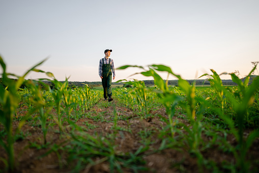 Young farmer walking in his corn fields