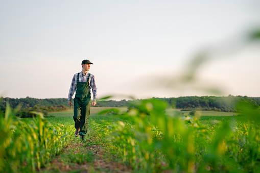 Young farmer walking in his corn fields