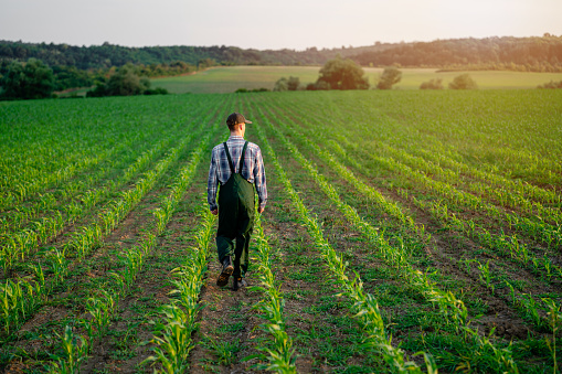 Rear view of young farmer  working in an agricultural field